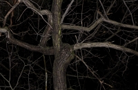 /files/gimgs/165_forest6.jpg
